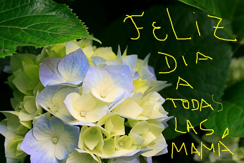 Adjunto Hydrangeas.jpg