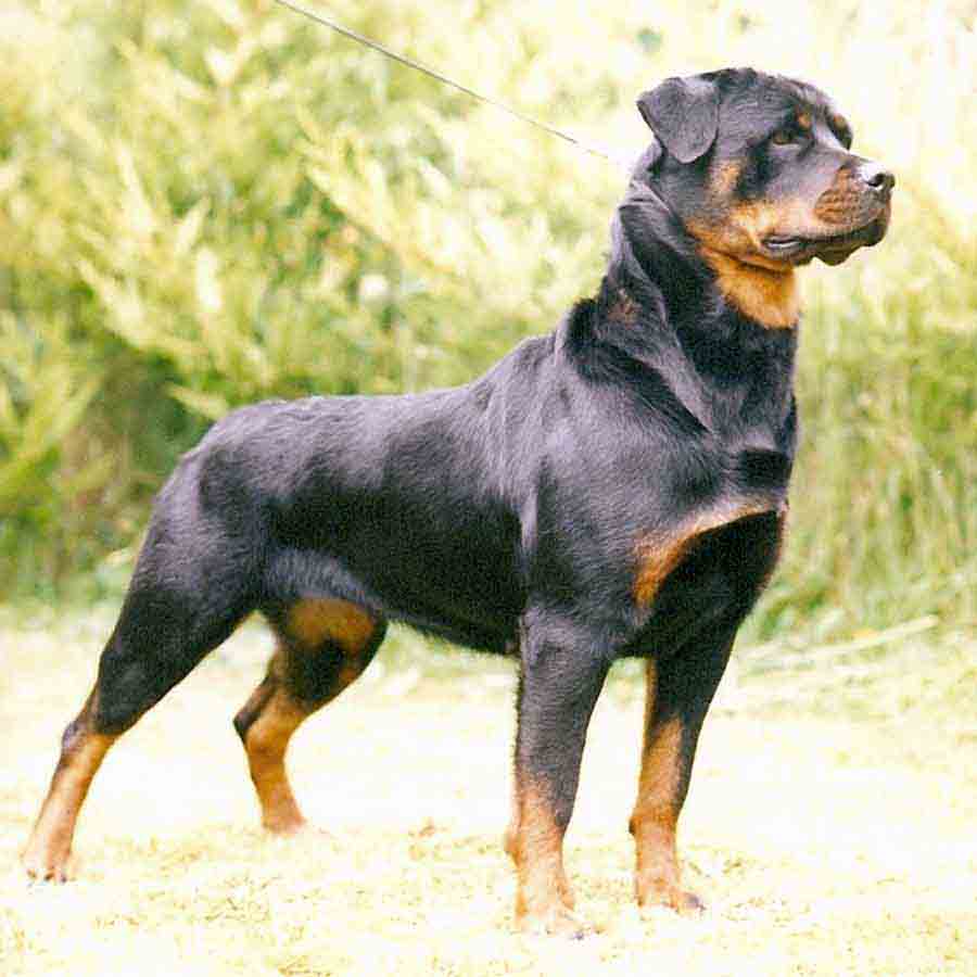 Adjunto rott.jpg
